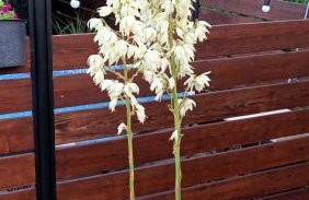 Apartament u Agaty Czernichów Kraków Zator - Foto 51