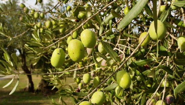 Olives in Oristano
