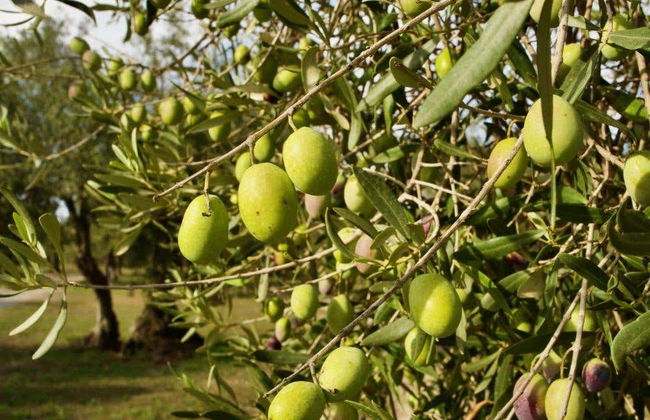 Visita a una almazara y su olivar + Cata de aceite - Foto 4