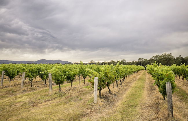 McCaffrey's Estate - Photo 31