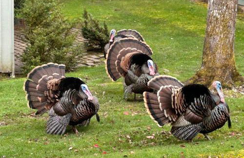 Cozy 3-Bedroom Townhome - 3 Miles from OSU! - Foto 44