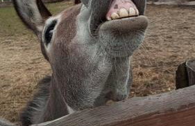 Agroturystyka Nad Łąkami - Foto 62