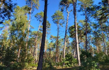 Finnhütte zwischen Wald und See - Foto 28