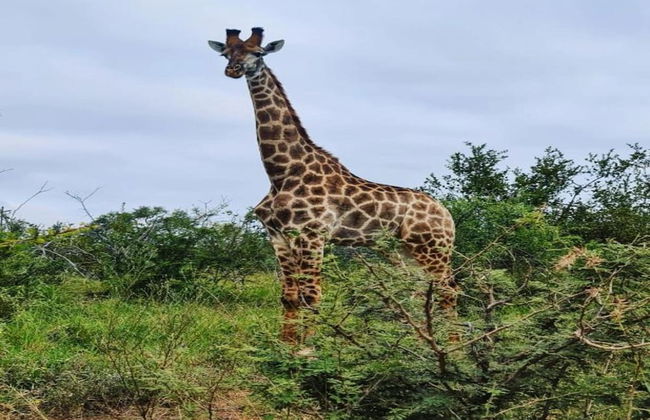 Holiday Home in Hoedspruit With Private Pool - Photo 35