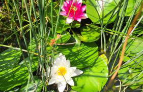 Oberberghof - Foto 30