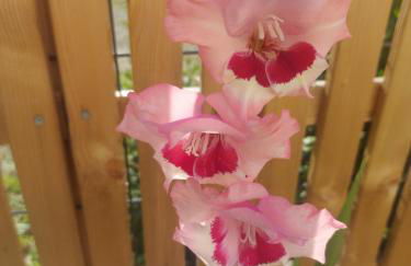 Villa Alex 2 - Foto 22