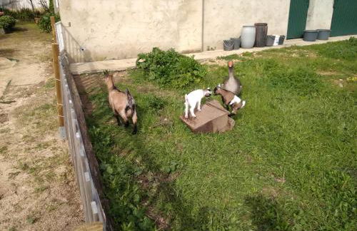 Quinta da Mesa - Foto 26