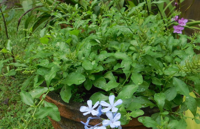 Coconut Treehouse - Foto 22