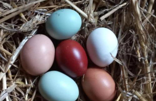 Ferienhof Broger FeWo Bergblickle mit Pool - Foto 18