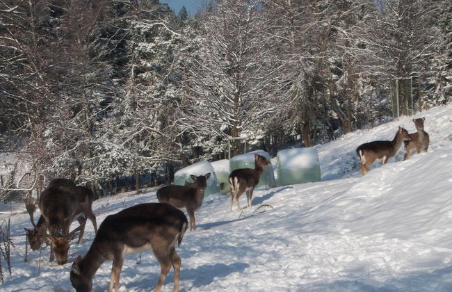 Apartment in Bleiburg Near Petzen Ski Area - Foto 20