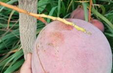 The Goat's Place III - Foto 23