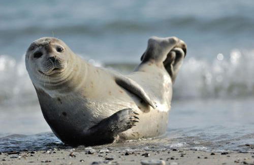 L'avocette Gîtes de la réserve - Foto 10