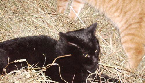 Ferienhof Knoll - Photo 4