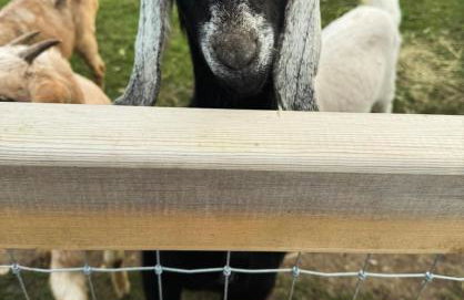 Church Farm Dairy - Foto 5