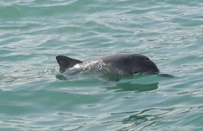 Morro do Careca Boat Trip - Foto 6