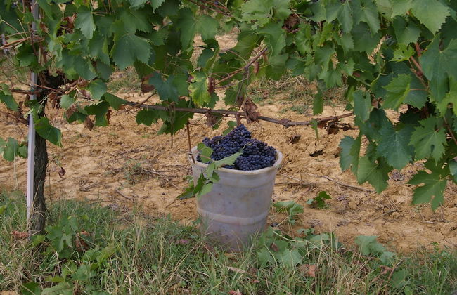 Agriturismo Le Baccane - Photo 59