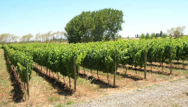 Cultivos de vinhas no vale de Itata