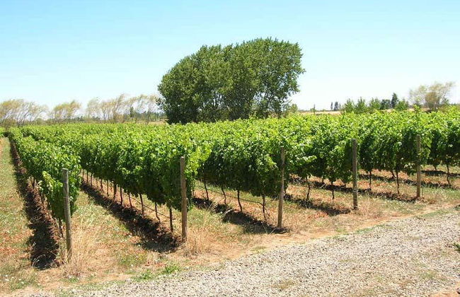 Tour de vinhedos e adegas pelo vale de Itata - Foto 5