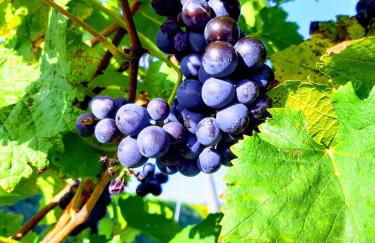 Apartment im alten Rathaus - Foto 5