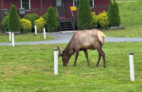 Train Rides, Trails and Casino Fun is Your Smoky Hub - Foto 39