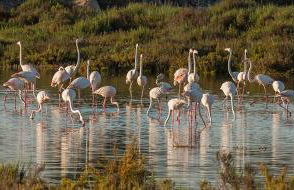 Blue Serena - Top floor overlooking the nature - Photo 30