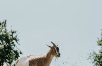 Domaine La Commanderie - Foto 14