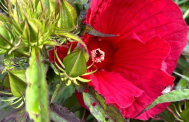 5BR Oasis wtih Pool, spa and sports court - Foto 6