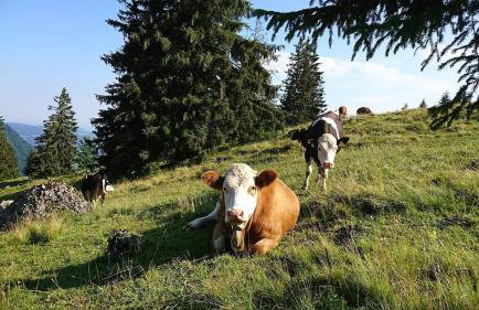 Ferienhof Schöngarten, Sonja & Stefan Büchele GbR - Foto 9