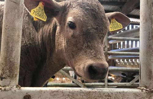 Braisty Woods - Knotty & Nice - Foto 38