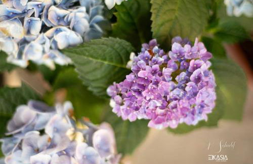 Al Soladif - Mansarda con vista - Foto 49