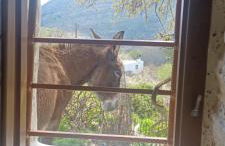 Hatzanario Apeiranthos - Photo 2