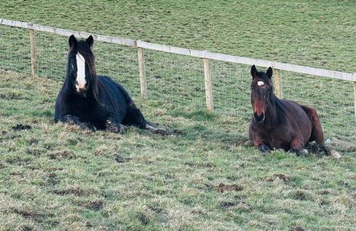 2 bedroom holiday home in the heart of west wales - Photo 17