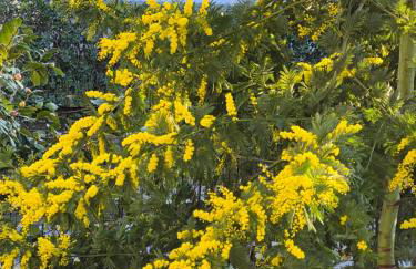 Le Mimose Holiday House di Como - Grandate - Foto 45