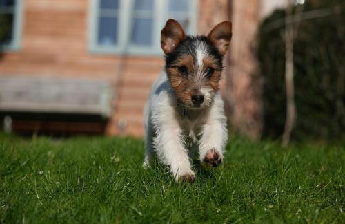 Sweet Pea Cottage, Amroth - Foto 49