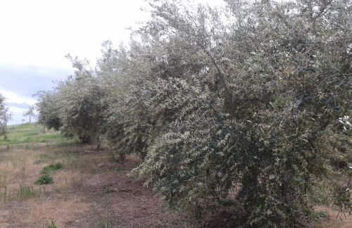 Agriturismo Frantoio Mafrica - Foto 5