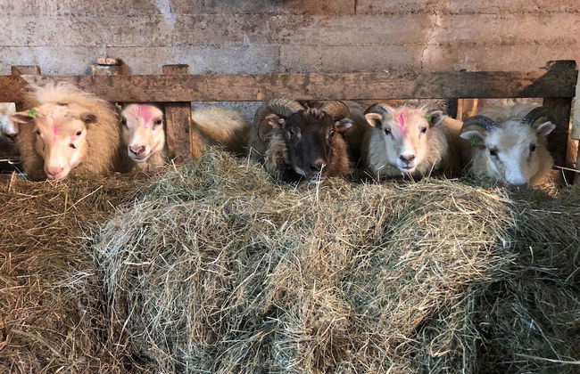 Farmer's Guest House - Foto 12