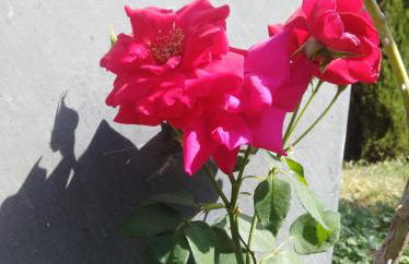 Gîtes Mas de la Musardière - Foto 64