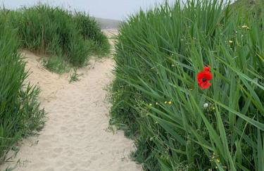 Sunnyridge Cottage, Porthcothan Bay - Foto 27