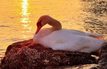 Ferienhof Broger FeWo Bergblickle mit Pool - Foto 52