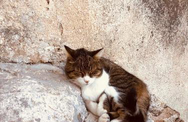 The House 1838 - Foto 32