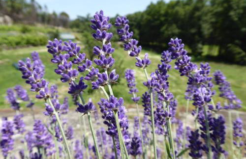 Quinta do Cobral - Foto 41