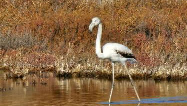Maison de maître dans le village, bord de mer - Foto 3