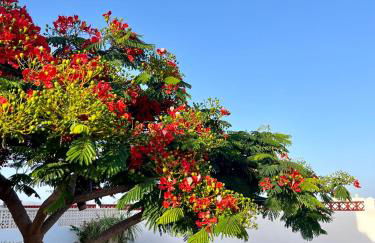 Casa Drago - Photo 37