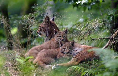 Villa Mara - Foto 26