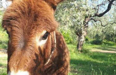 Casa O' - Moderne Villa mit großer Terrasse und privatem Swimmingpool - Photo 44