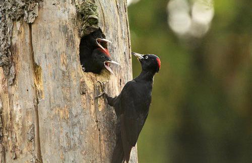 Skrzydła Biebrzy- Eco Cottage nad rzeką Narwią - Biebrza NP - Foto 20