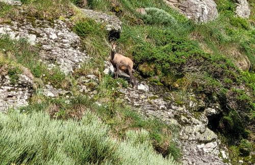 Résidence récente au Lioran à proximité des remontées mécaniques - Photo 33