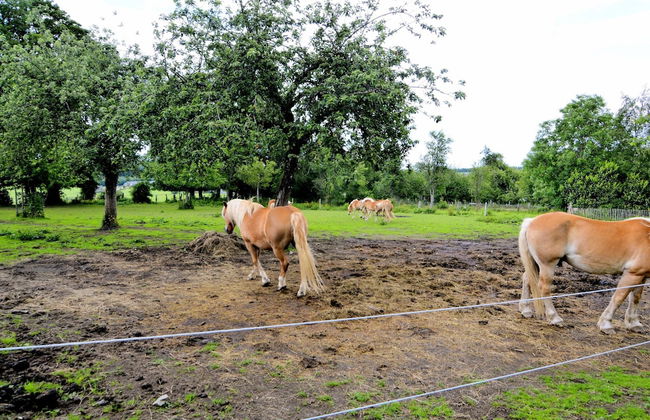 Very Authentic Ardennes House - Photo 28