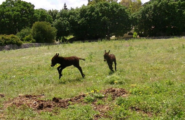 Tenuta Deserto - Foto 60