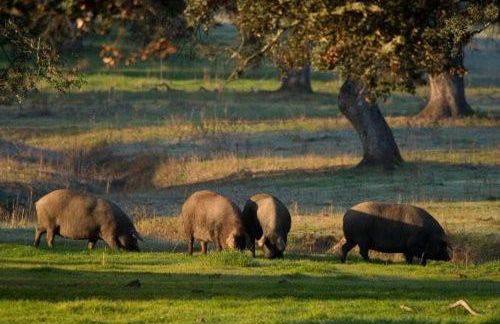 Mirador de Jabuguillo - Foto 16